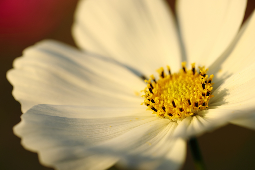 秋桜