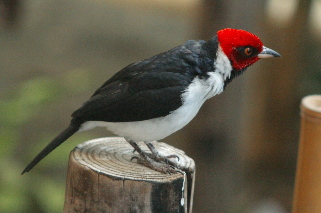 円山公園にて、ノドグロコウカンチョウ