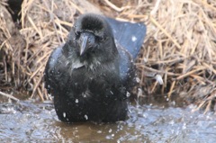 カラスの行水
