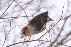 シメ、採餌中