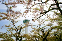 五稜郭タワーと桜