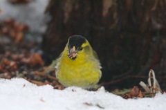 雪マヒワ