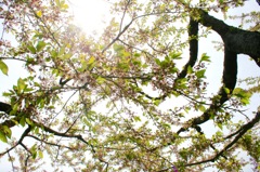 葉桜