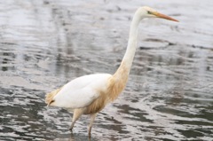 アマサギみたいなダイサギ