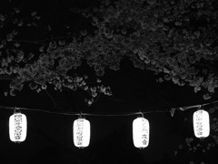 夜桜