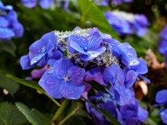 雨上がり紫陽花