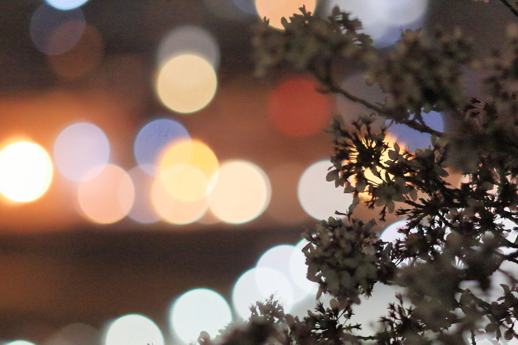 夜桜　成田山