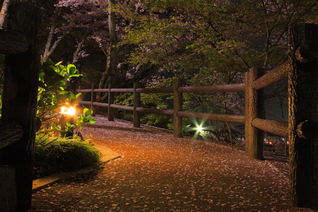 夜桜　成田山