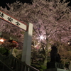 夜桜　成田山