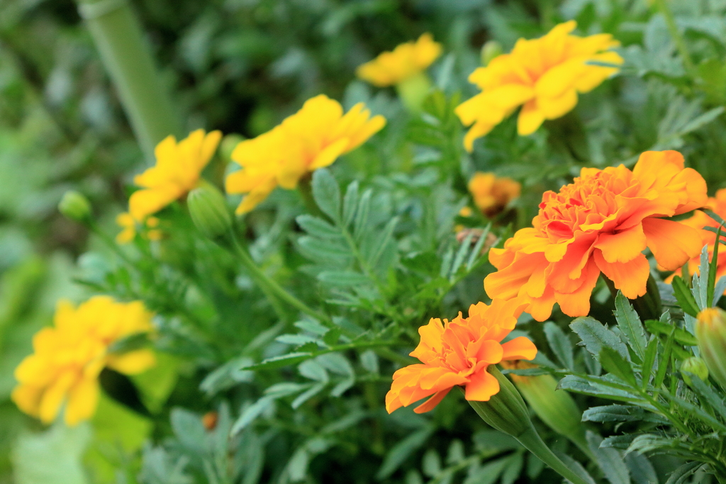 庭の花3