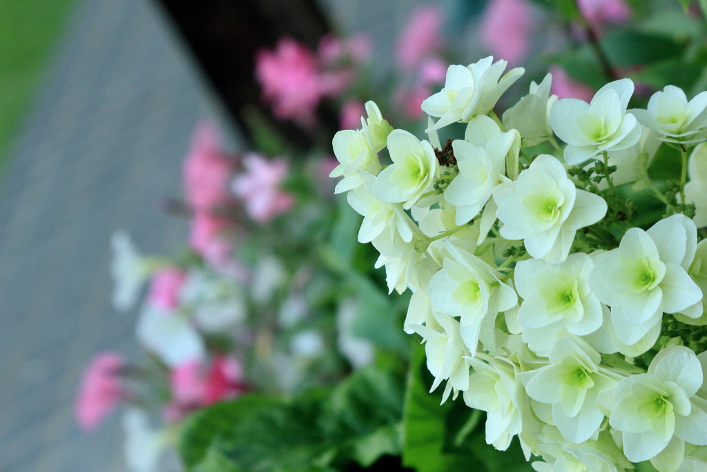 庭の花4