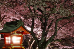 夜桜　成田山