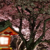 夜桜　成田山