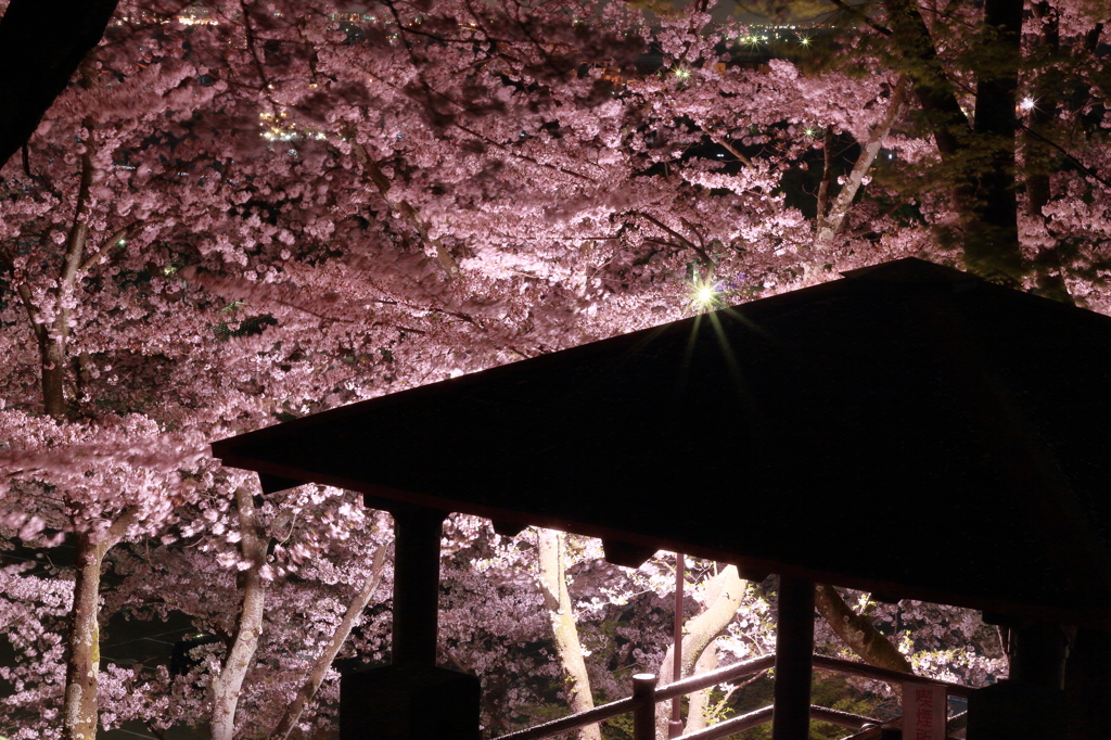 夜桜　成田山