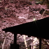 夜桜　成田山