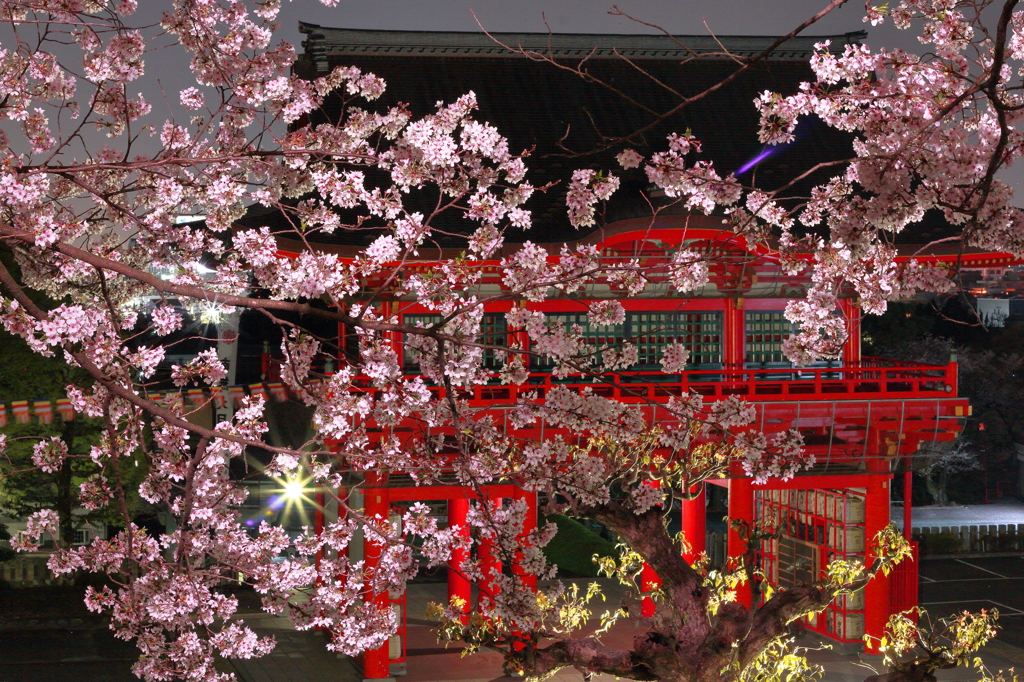 夜桜　成田山