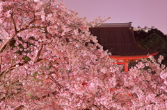 夜桜　成田山