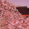 夜桜　成田山