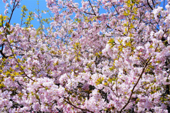 DSC08804