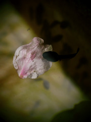 P4054280