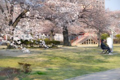 公園の昼下がり