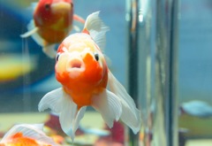 goldfish