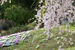 枝垂桜