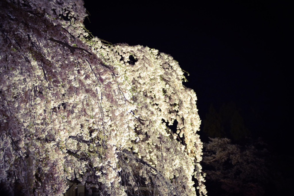 夜桜