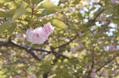 八重桜