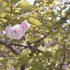 八重桜