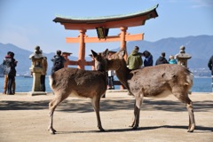 シカップル