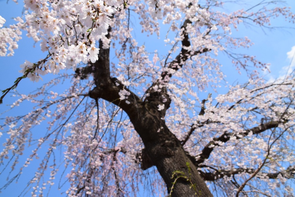 枝垂桜