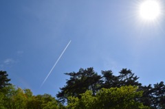 太陽に一途に