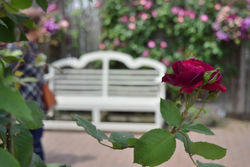 薔薇は赤、ベンチは白