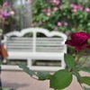 薔薇は赤、ベンチは白