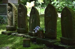 苔と木漏れ日