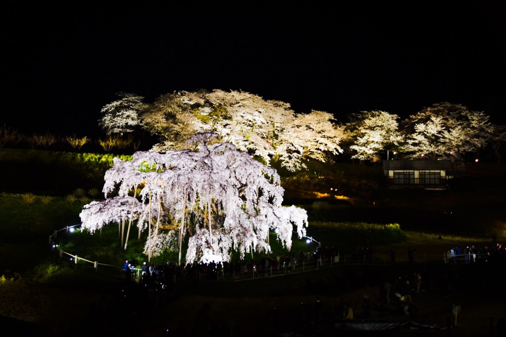 三春滝桜