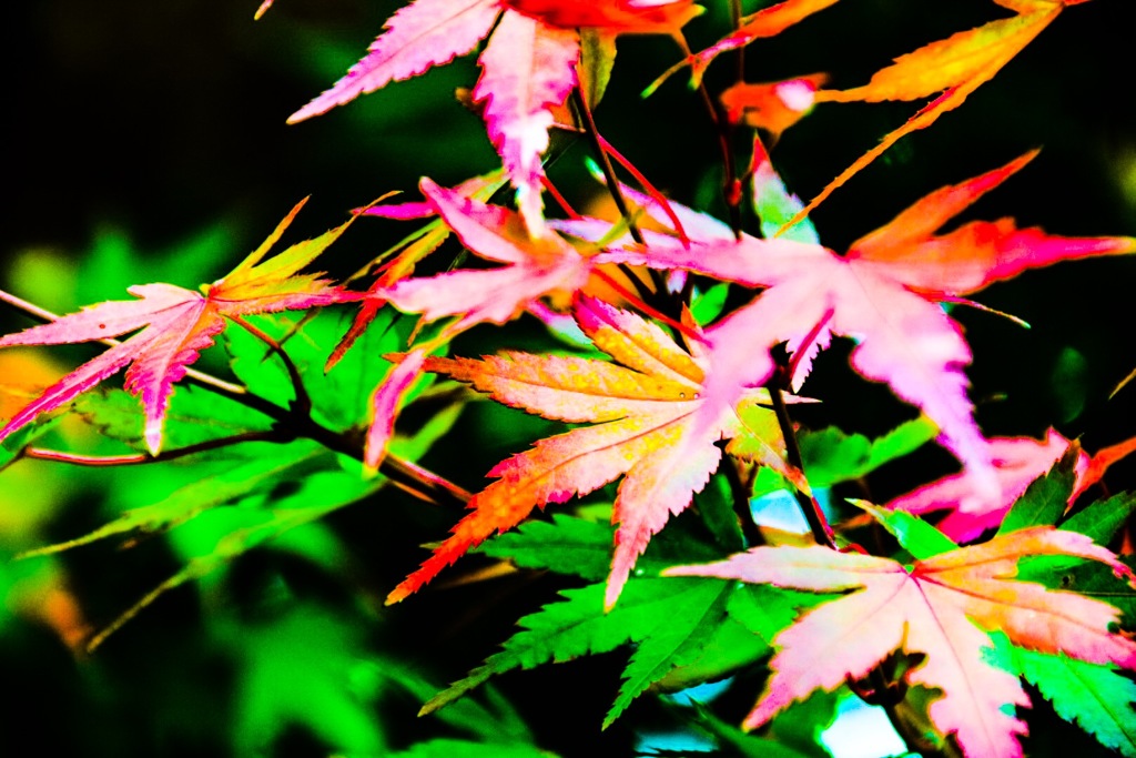 夜紅葉