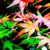 夜紅葉