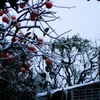 柿に積雪