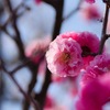 早咲き