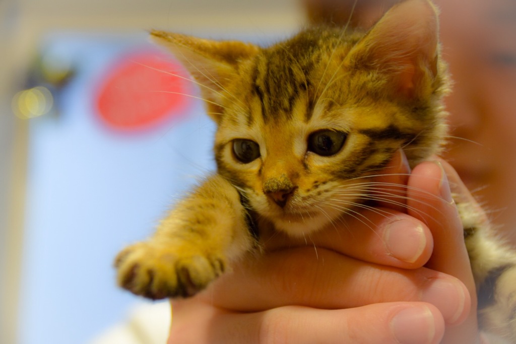 A cat