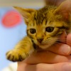 A cat