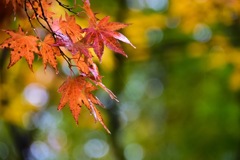 紅葉