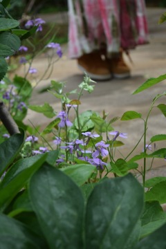 足元の花