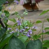 足元の花