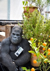 gorilla