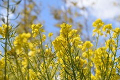 菜花