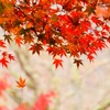 落ちる時