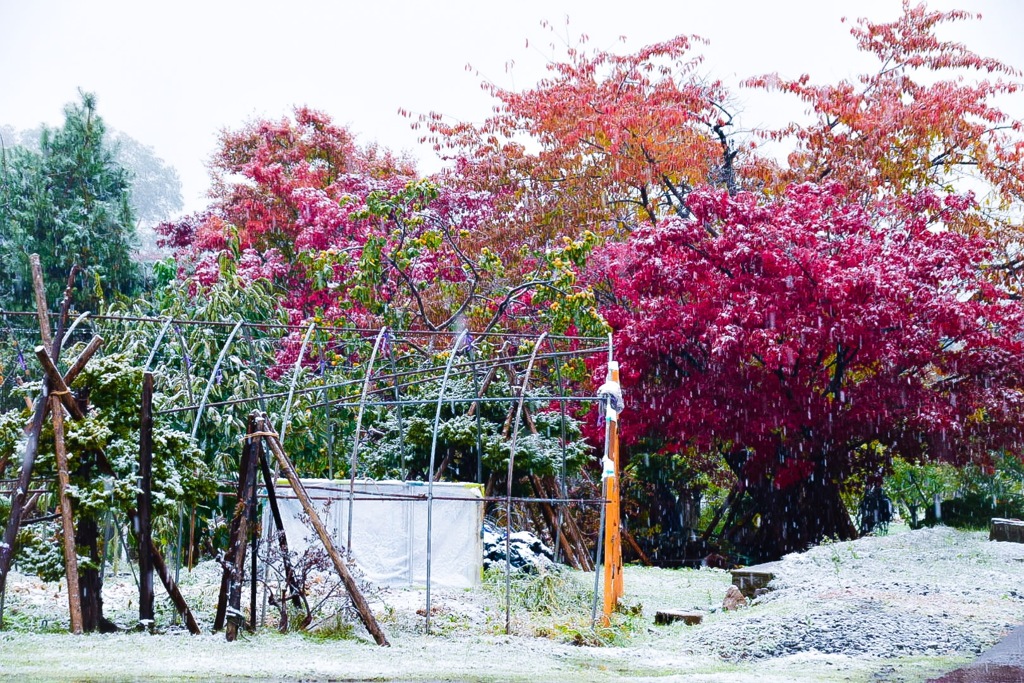 紅葉に雪